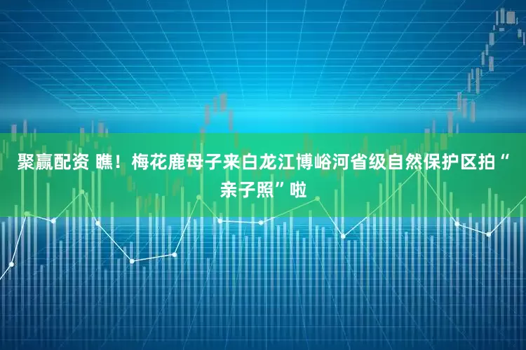 聚赢配资 瞧！梅花鹿母子来白龙江博峪河省级自然保护区拍“亲子照”啦